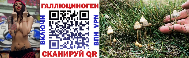 Купить закладки  Порхов  Галлюциногенные грибы Cubensis 